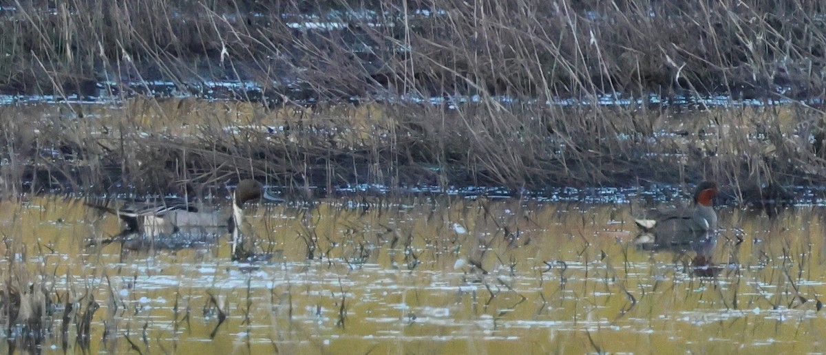 Green-winged Teal - Jody  Wells