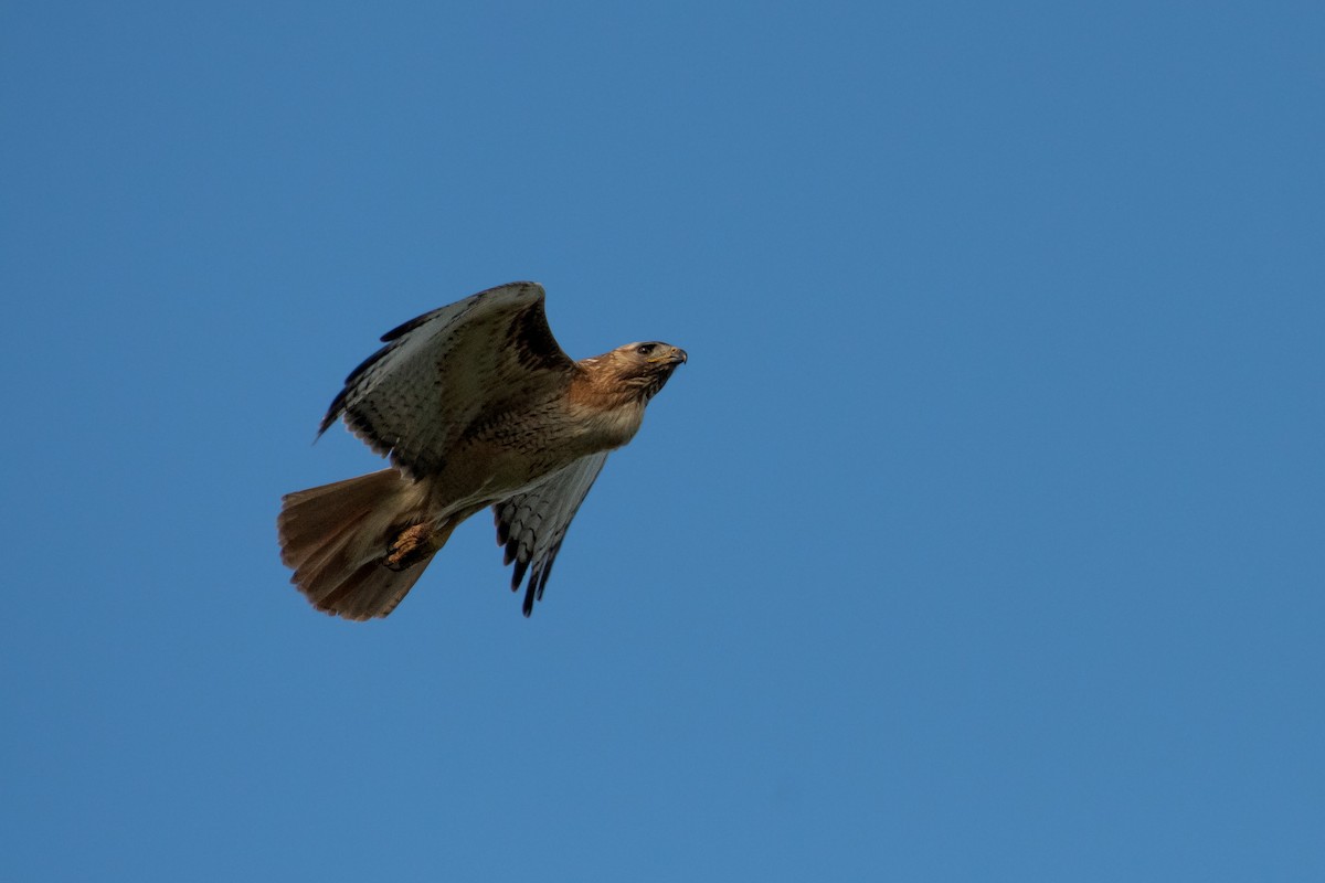 Red-tailed Hawk - Isaac Boardman