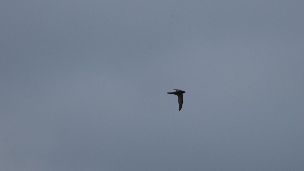 Common Swift - Gert Meester