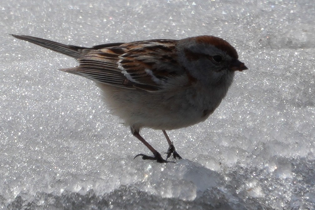 American Tree Sparrow - Emily Mackevicius