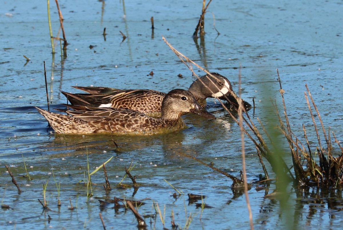 Blue-winged Teal - Jody  Wells