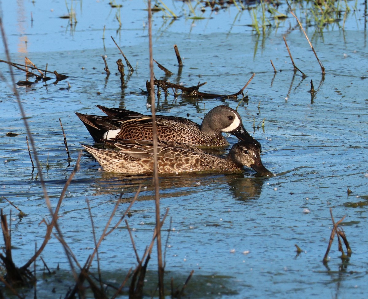 Blue-winged Teal - Jody  Wells