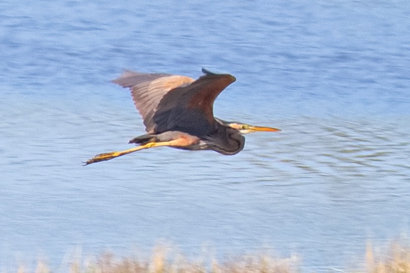 Purple Heron - Bruce Kerr