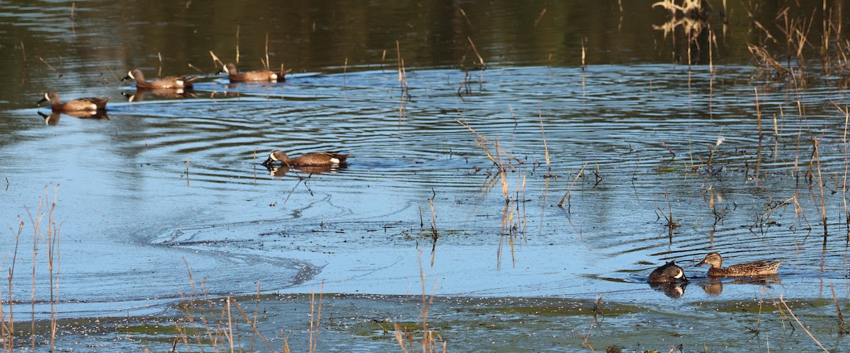 Blue-winged Teal - Jody  Wells