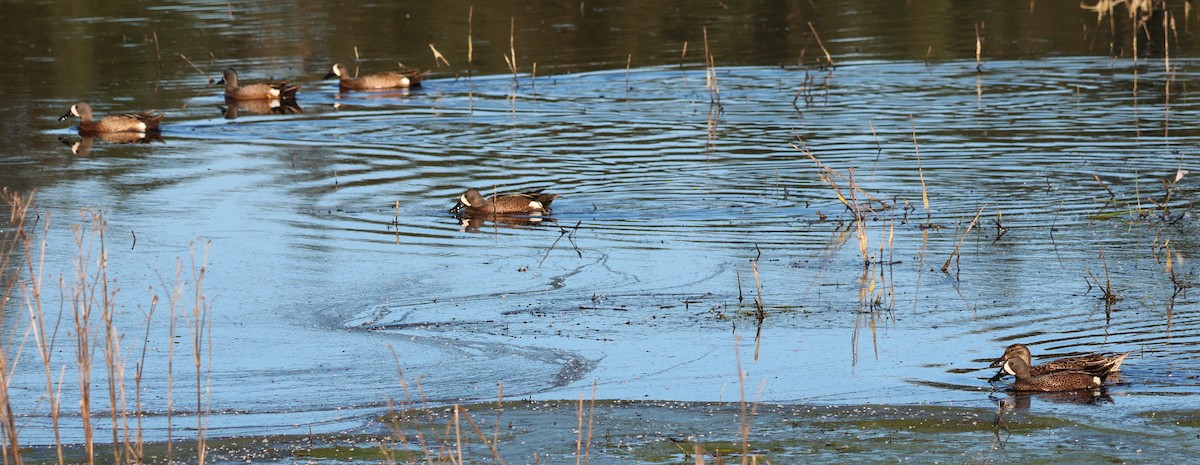 Blue-winged Teal - Jody  Wells