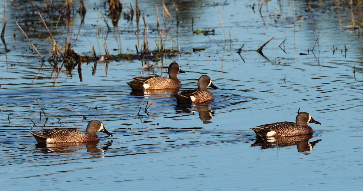 Blue-winged Teal - Jody  Wells