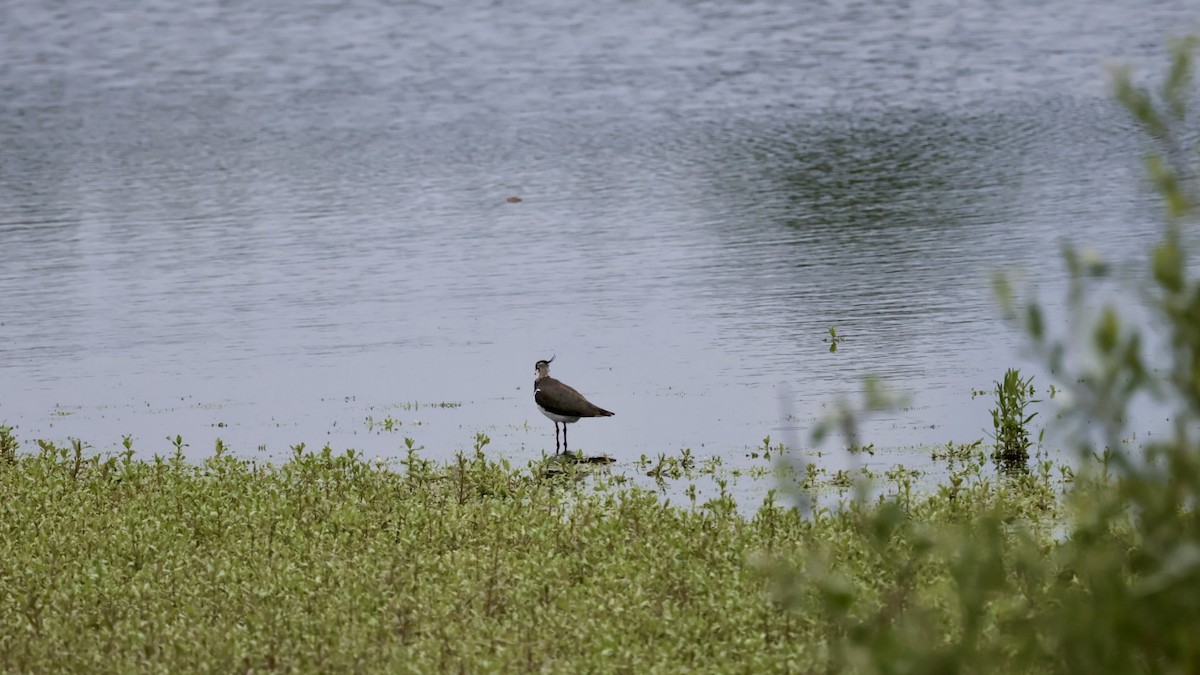 Northern Lapwing - Gert Meester