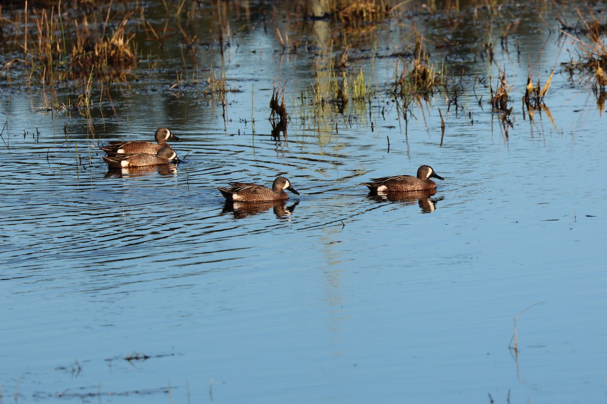 Blue-winged Teal - Jody  Wells