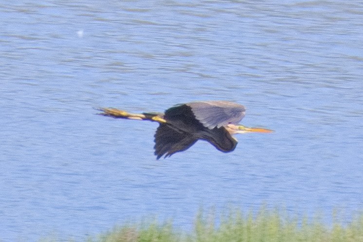 Purple Heron - Bruce Kerr