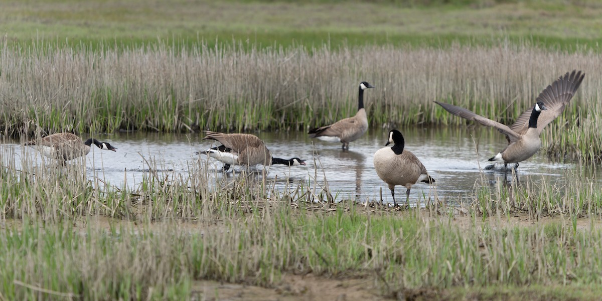 Canada Goose - Ali Kasperzak