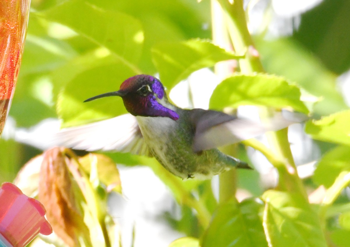 Costa's Hummingbird - John Cooper