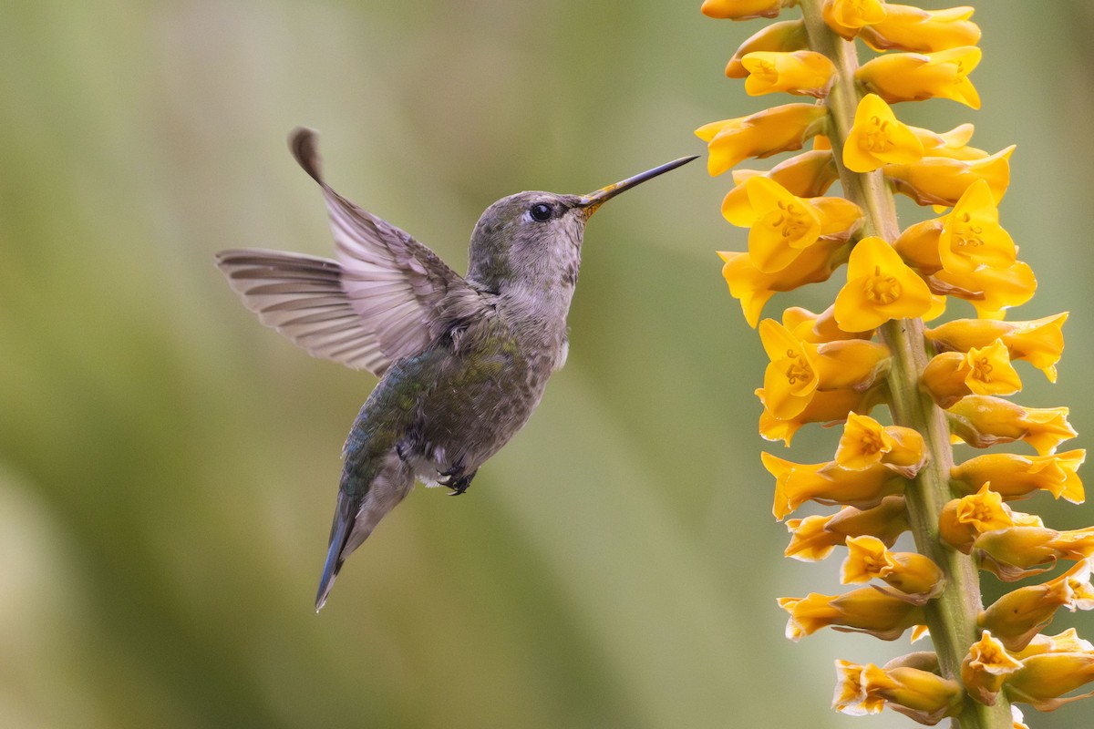 Anna's Hummingbird - Amarilys Lebron