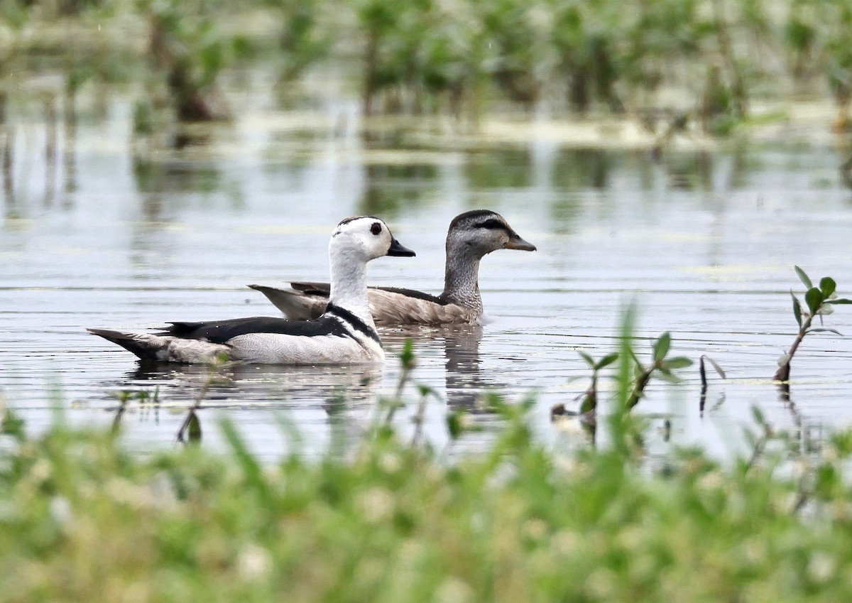 Cotton Pygmy-Goose - 浙江 重要鸟讯汇整