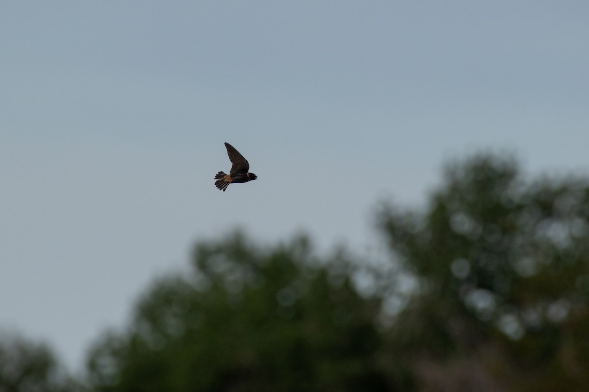 Cliff Swallow - Isaac Boardman