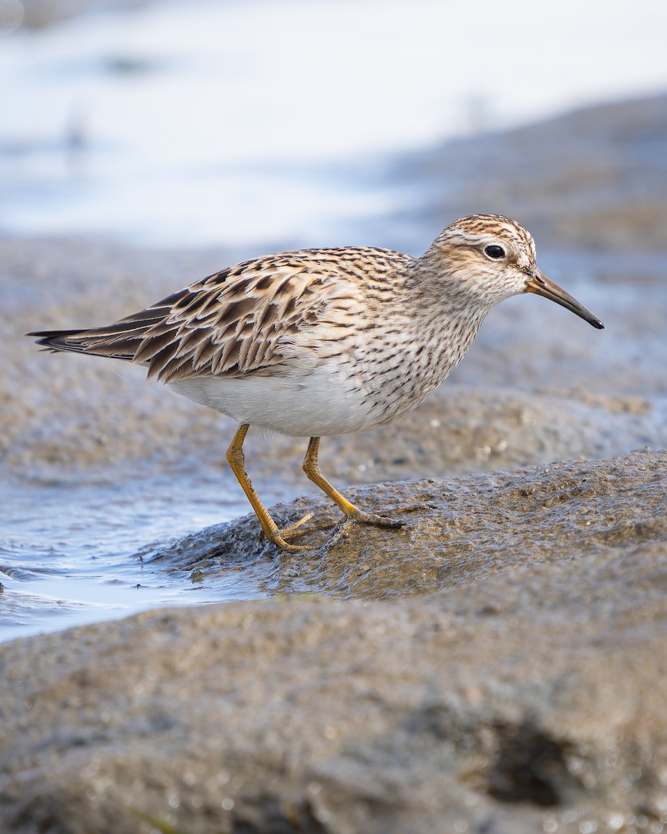 Pectoral Sandpiper - ML619475694