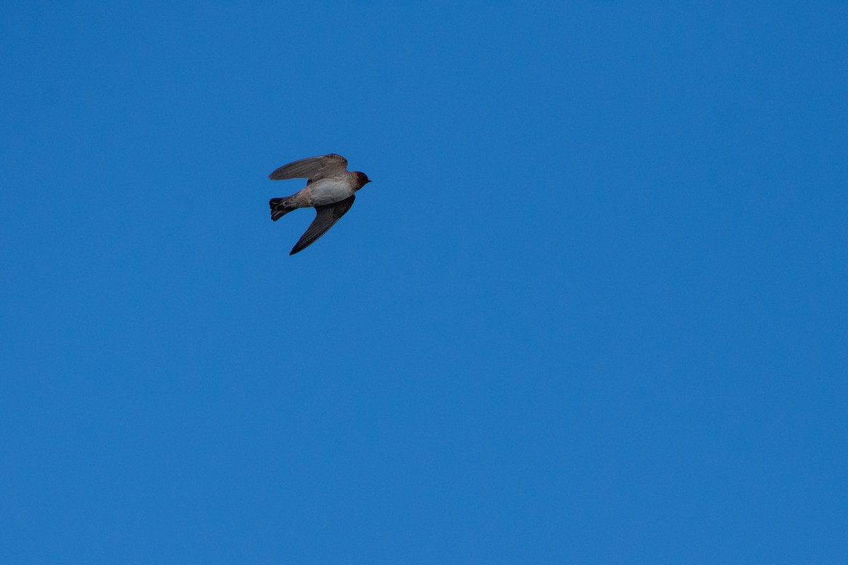 Cliff Swallow - Isaac Boardman