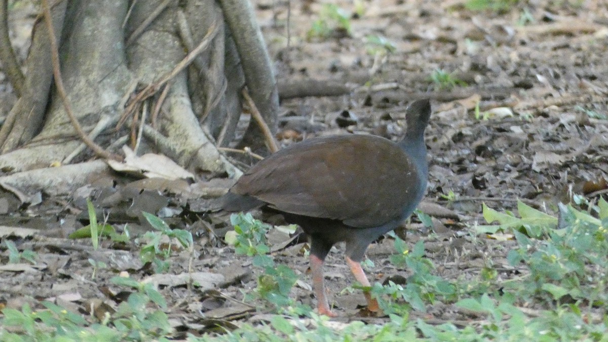 Rotbein-Großfußhuhn - ML619475698