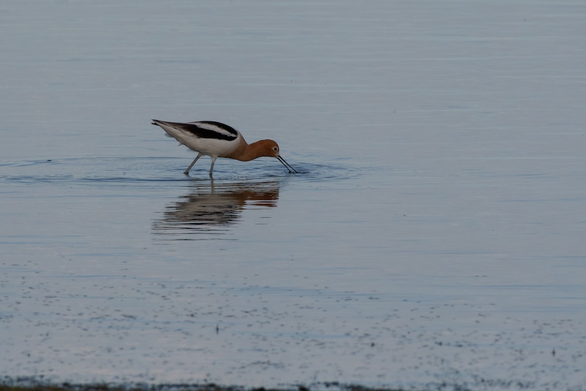 American Avocet - Isaac Boardman