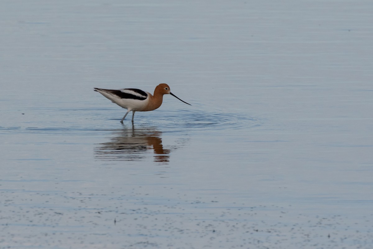 American Avocet - Isaac Boardman