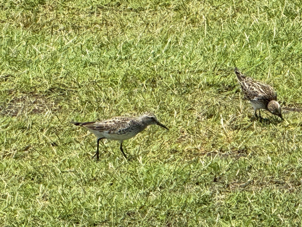 Pectoral Sandpiper - Julie Miller-Cribbs