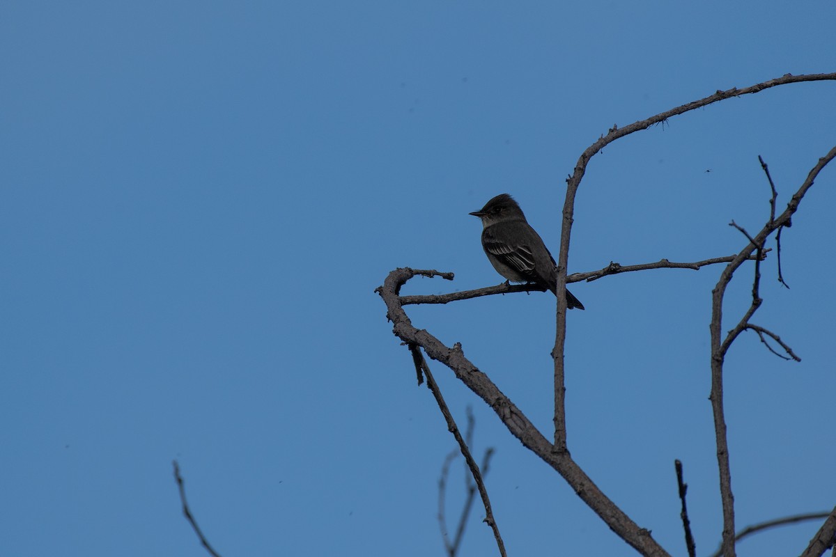 Western Wood-Pewee - Isaac Boardman