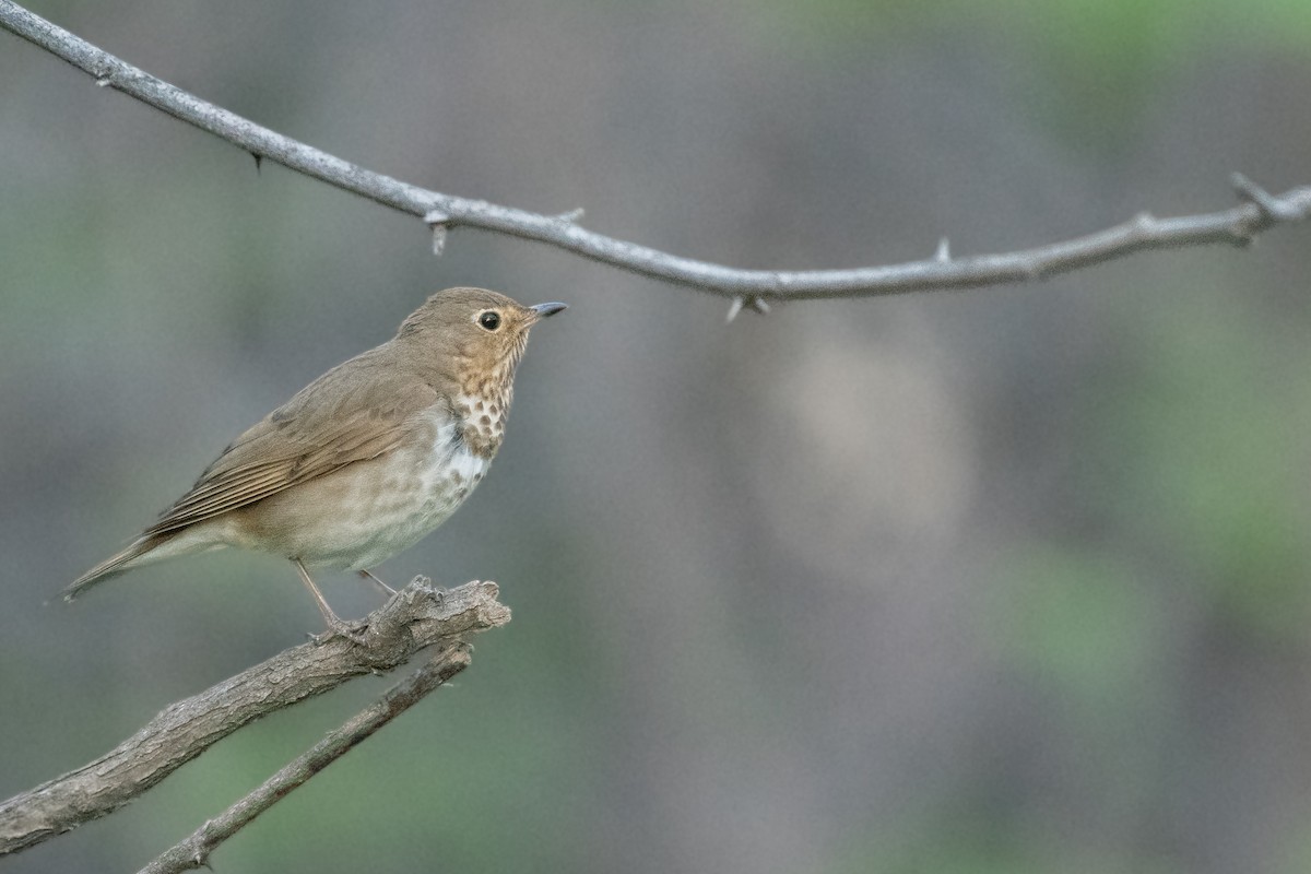 Swainson's Thrush - Isaac Boardman