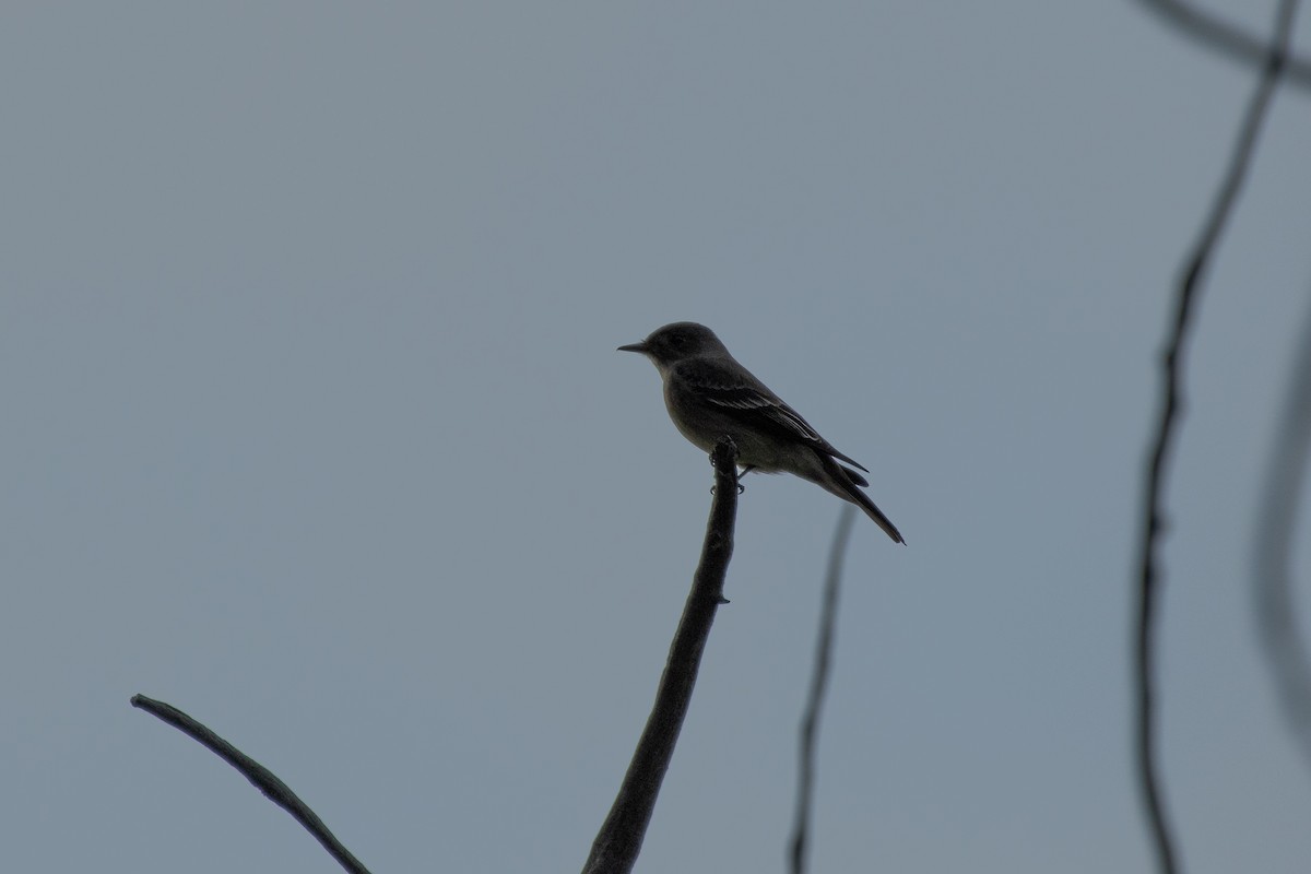 Western Wood-Pewee - Isaac Boardman