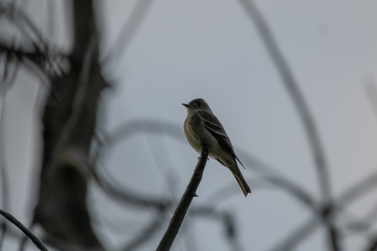 Western Wood-Pewee - Isaac Boardman