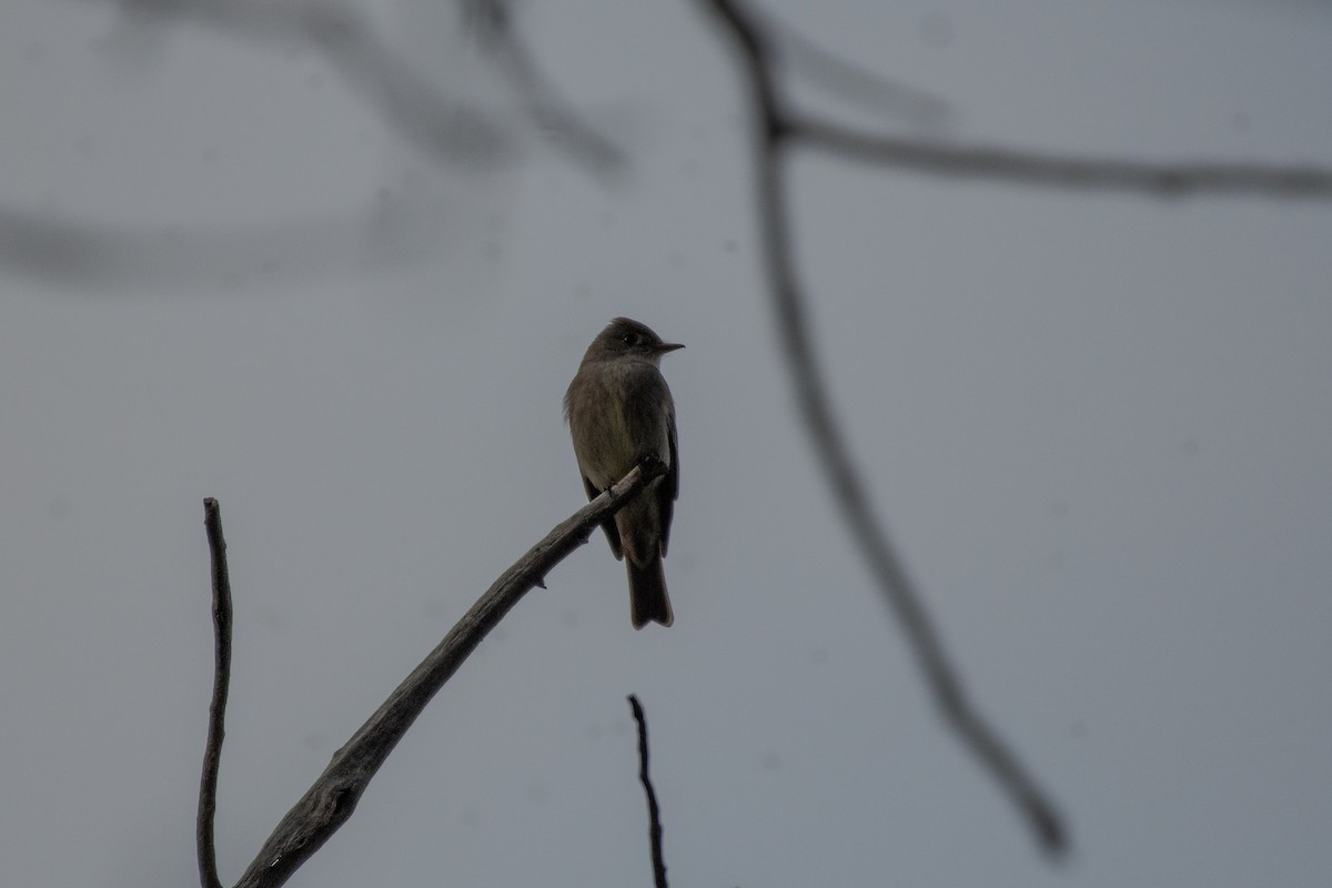 Western Wood-Pewee - Isaac Boardman