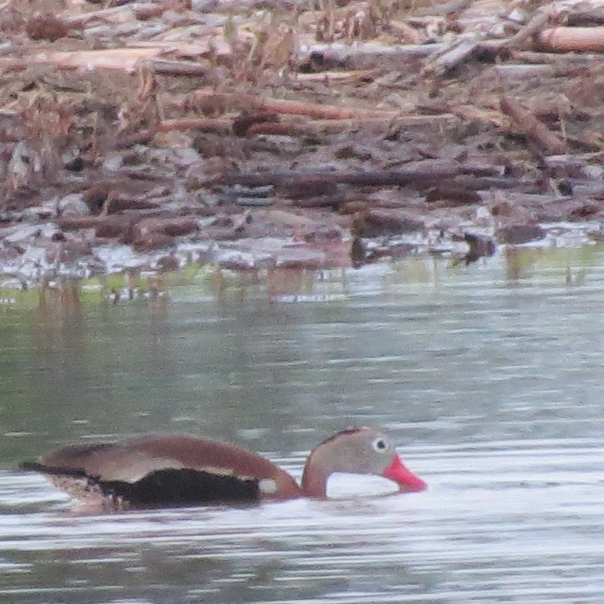 Black-bellied Whistling-Duck - Mark Monroe