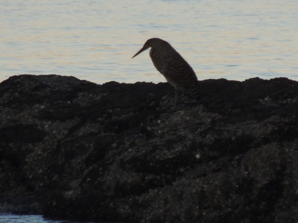 Bare-throated Tiger-Heron - Roger Lambert