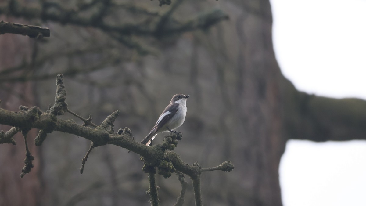 European Pied Flycatcher - Gert Meester