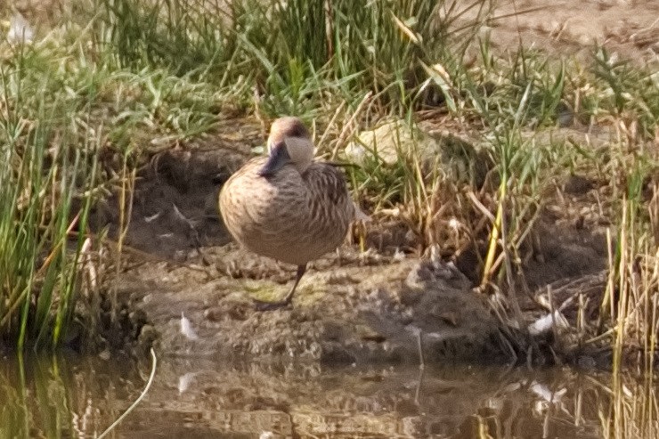 Marbled Duck - Bruce Kerr