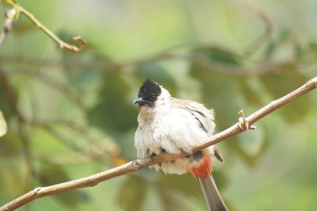 Red-vented Bulbul - vivy tuan