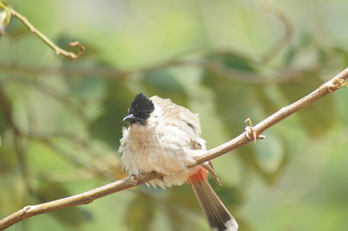 Red-vented Bulbul - vivy tuan