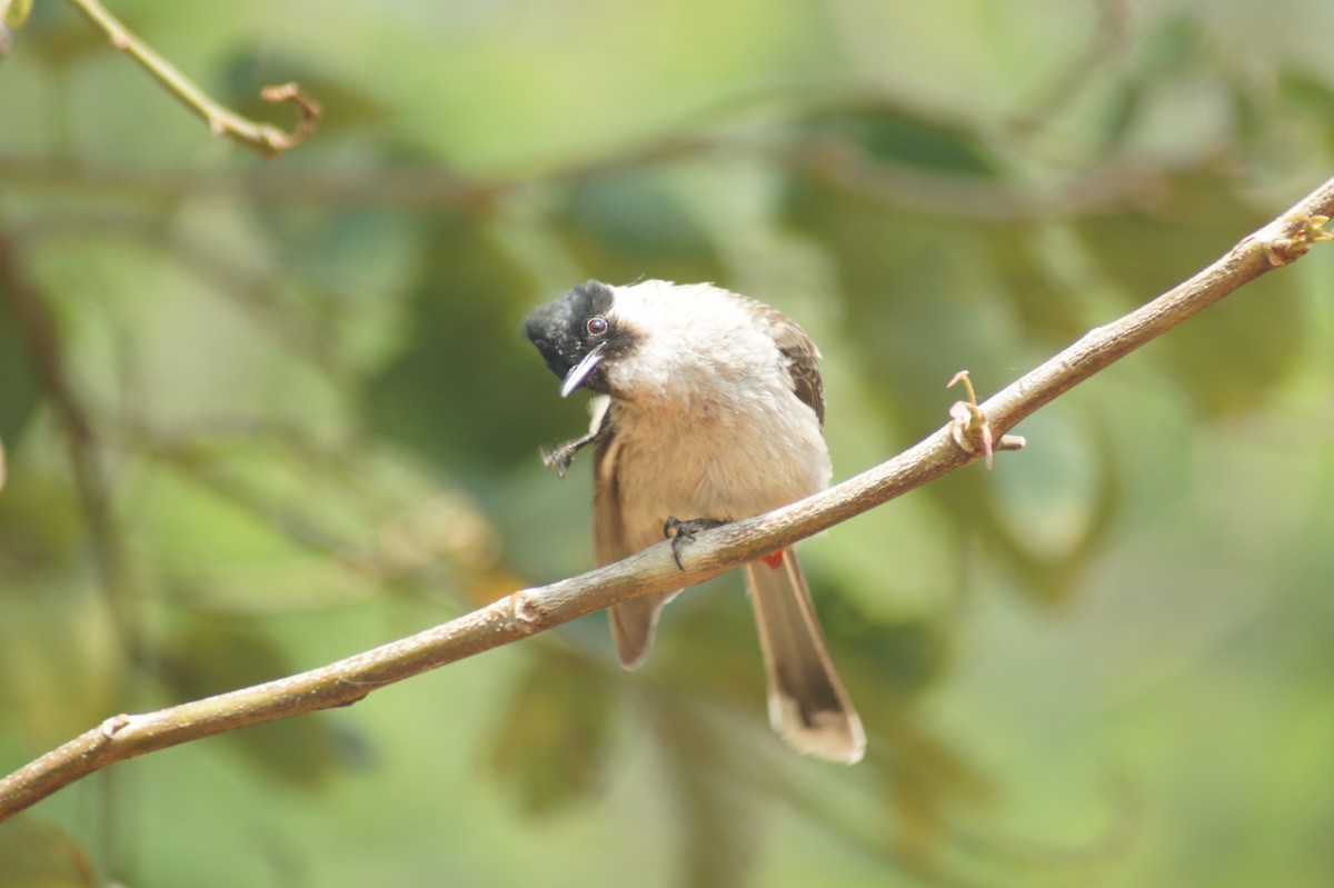 Red-vented Bulbul - vivy tuan