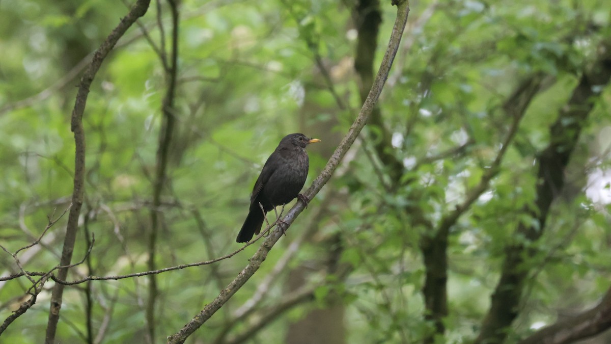 Eurasian Blackbird - Gert Meester