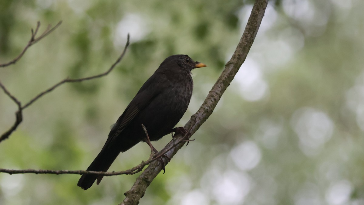 Eurasian Blackbird - Gert Meester