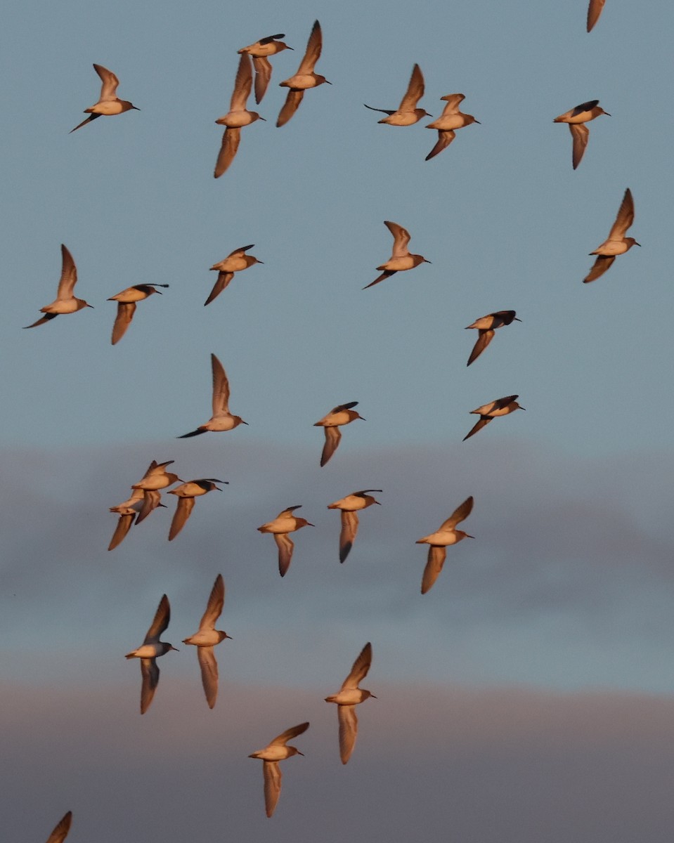 Pectoral Sandpiper - Jody  Wells