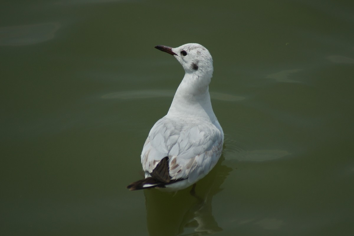 Black-headed Gull - vivy tuan