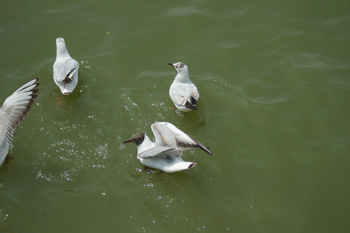 Black-headed Gull - vivy tuan