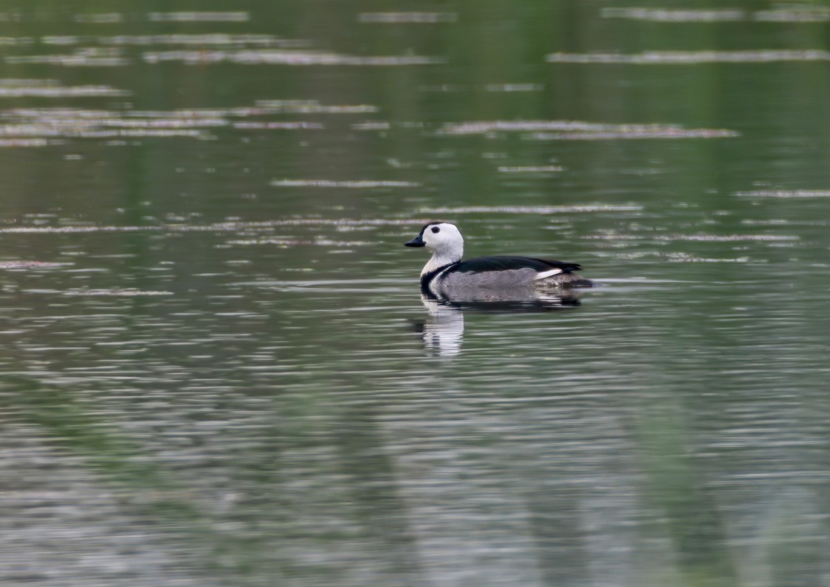 Cotton Pygmy-Goose - 浙江 重要鸟讯汇整