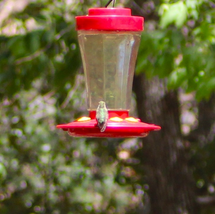 Broad-billed Hummingbird - Marsha Painter