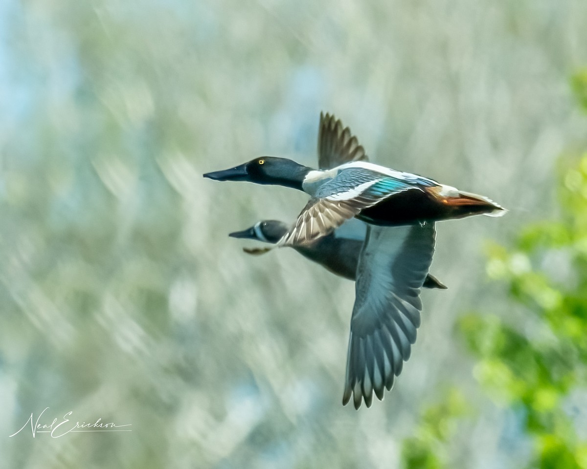 Northern Shoveler - Neal Erickson