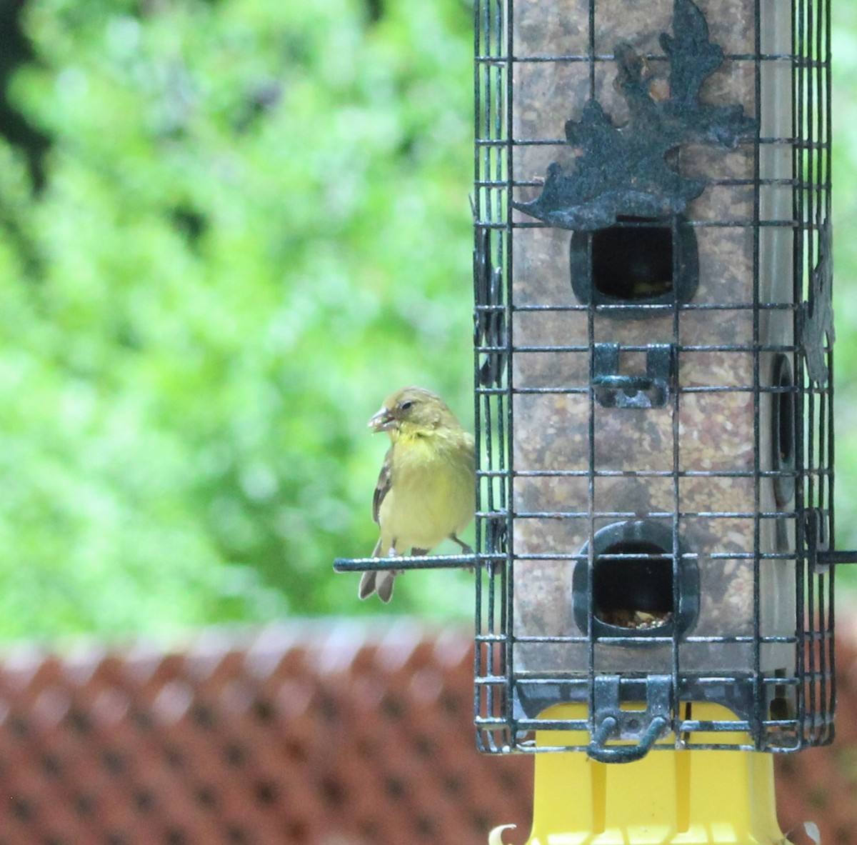 Lesser Goldfinch - Marsha Painter