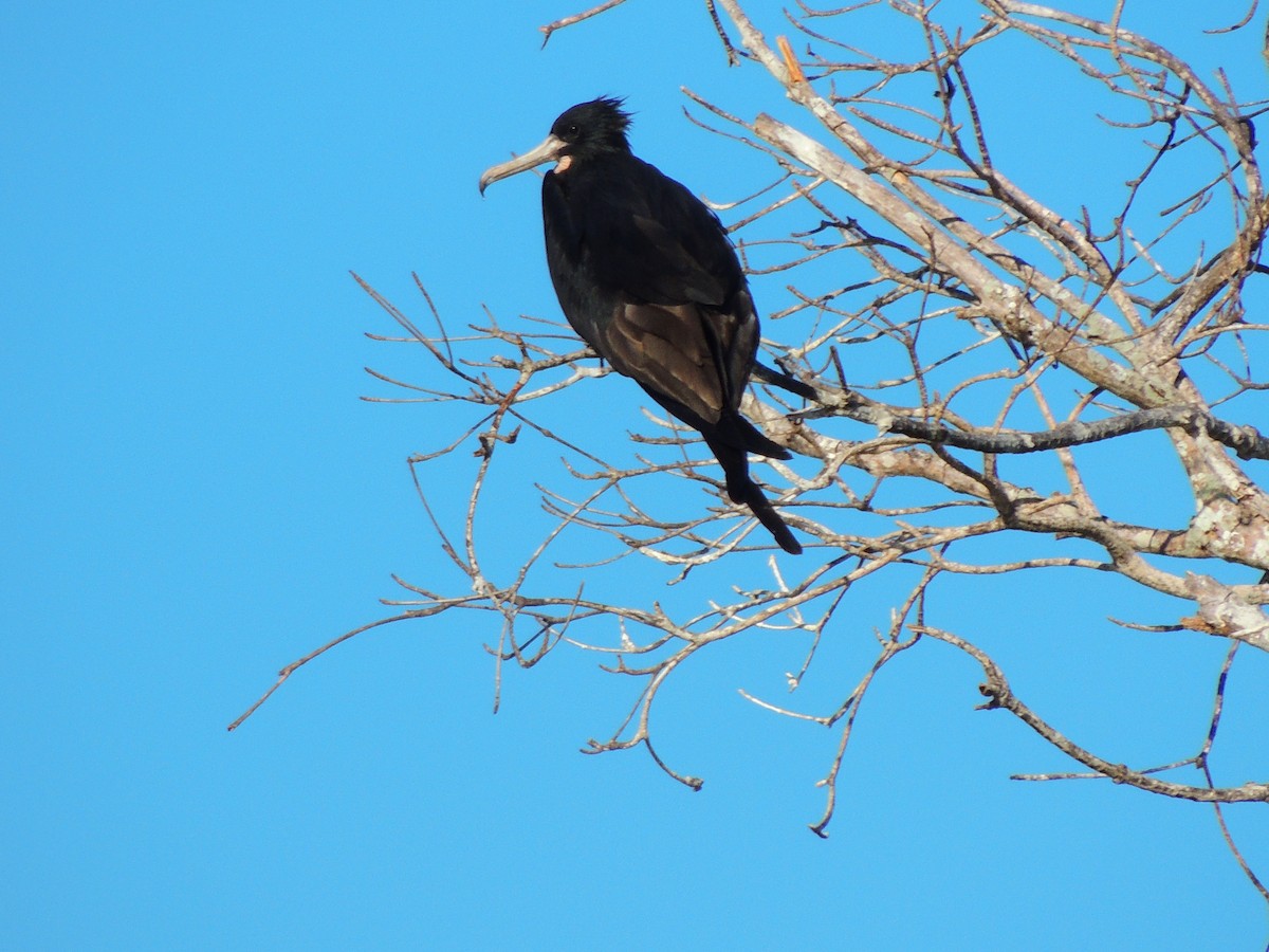 Magnificent Frigatebird - Roger Lambert