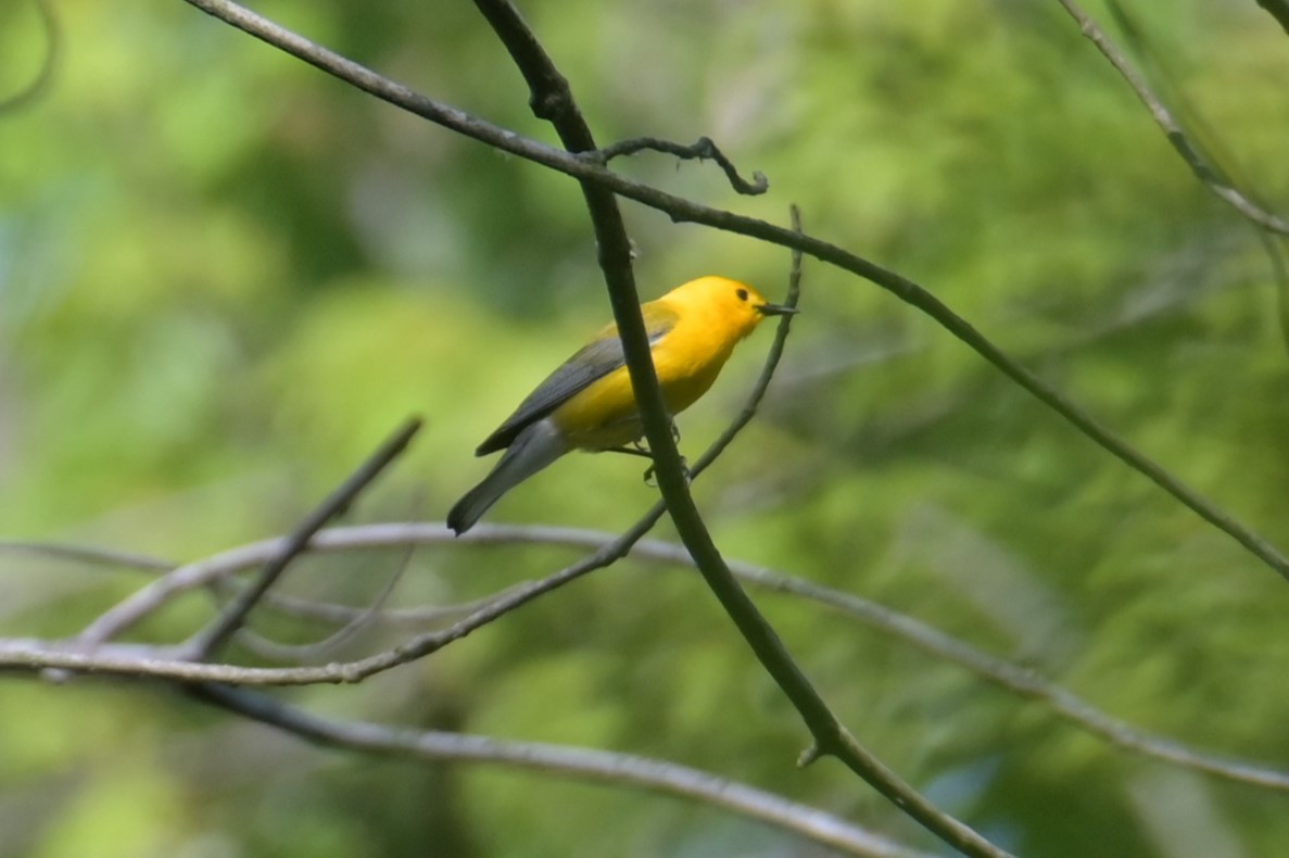 Prothonotary Warbler - Nicolle and H-Boon Lee