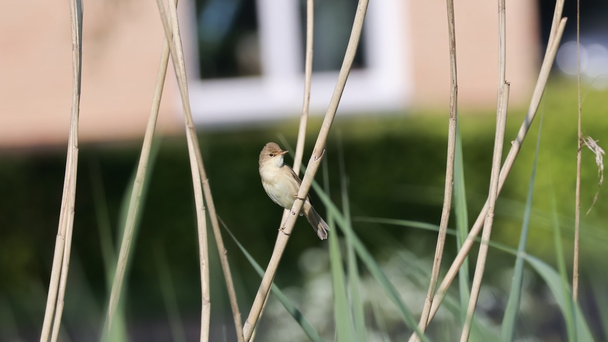 Marsh Warbler - Gert Meester