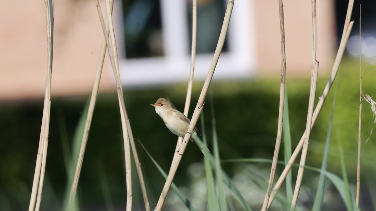 Marsh Warbler - Gert Meester