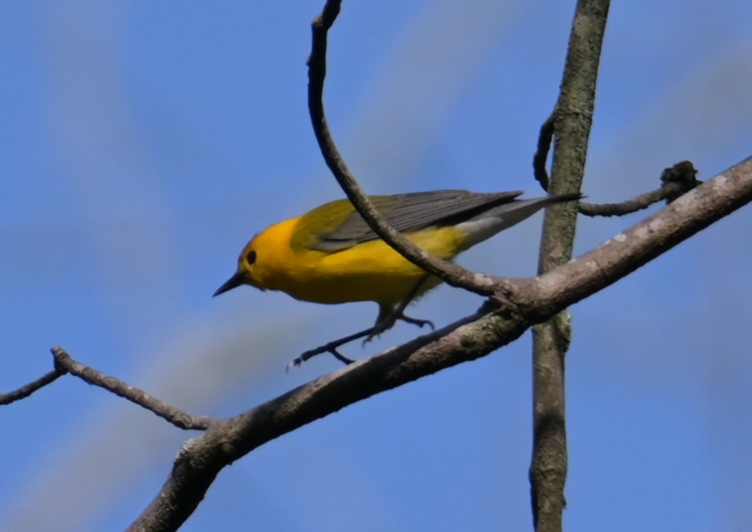 Prothonotary Warbler - Nicolle and H-Boon Lee